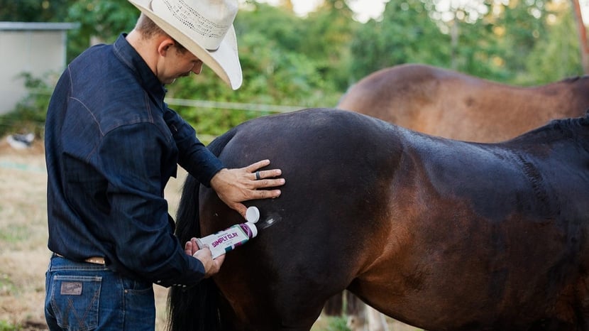 A man applies SImply Clay Salve to his horse's hindquarter.