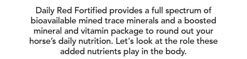 Daily Red Fortified provides a full spectrum of bioavailable mined trace minerals and a boosted mineral and vitamin package to round out your horse's daily nutrition. Let's look at the role these added nutrients play in the body.