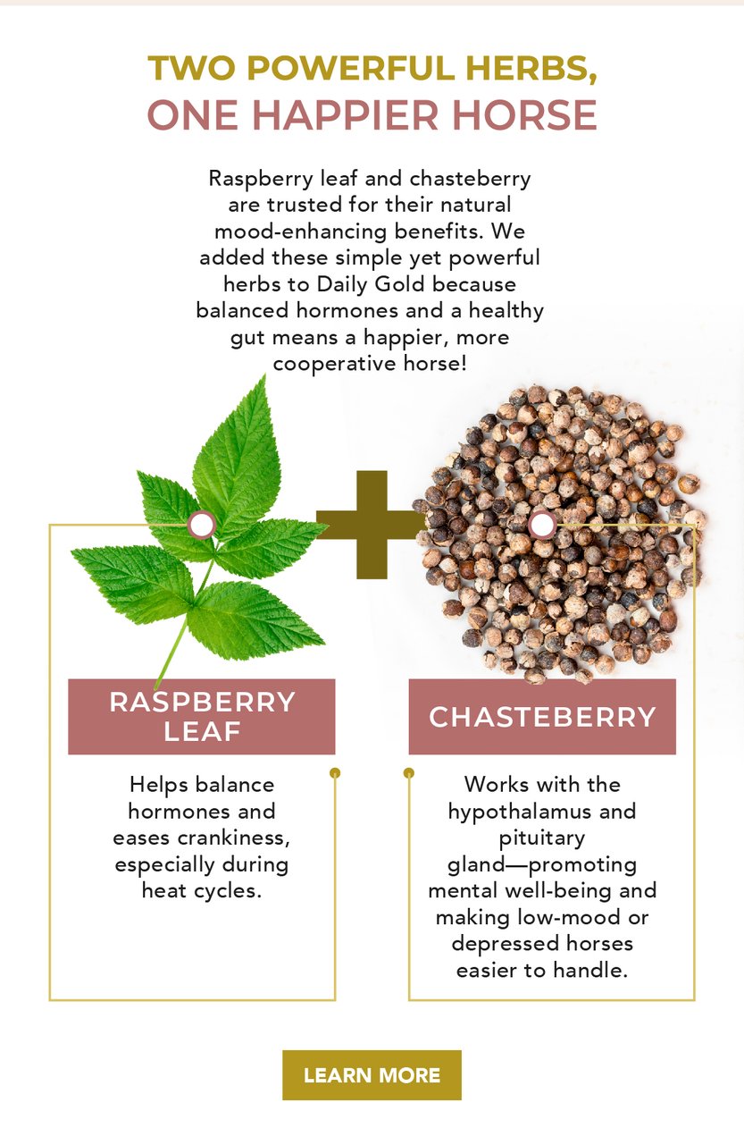 Raspberry leaf and chasteberry are trusted for their natural mood-enhancing benefits. We added these simple yet powerful herbs to Daily Gold because balanced hormones and a healthy gut means a happier, more cooperative horse!