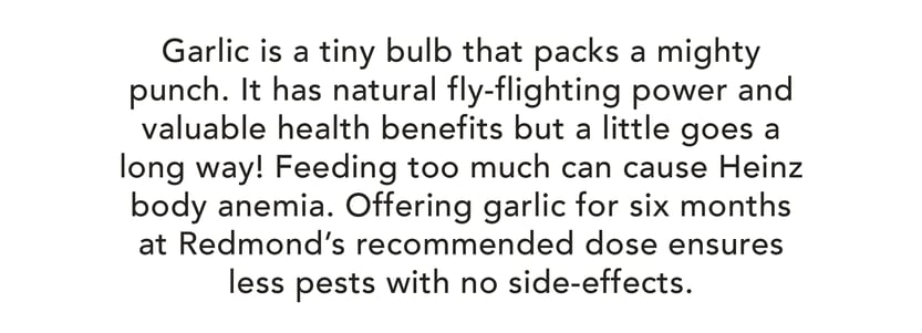 Garlic is a tiny bulb that packs a mighty punch. It has natural fly-fighting power and valuable health benefits, but a little goes a long way! Feeding too much can cause Heinz body anemia. Offering garlic for six months at Redmond's recommended dose ensures less pests with no side-effects.