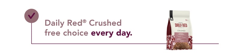 Daily Red Crushed free choice every day.