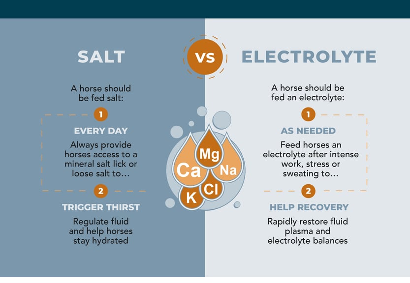 A horse should be fed salt every day. Always provide horses access to a mineral salt lick or loose salt to trigger thirst, refulate fluid and help horses stay hydrated. A horse should be fed an electrolyte as needed. Feed horses an electrolyte after intense work, stress or sweating to help with recovery, rapidly restore fluid plasma and electrolyte balances.