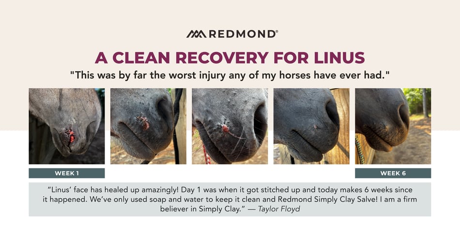 Horse wound healing stages pictures. 