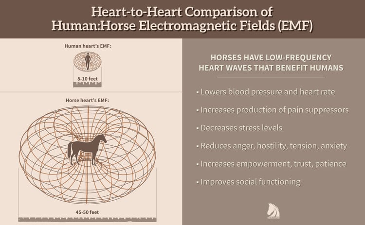 Comparison of electromagnetic fields of human hearts and horse hearts.