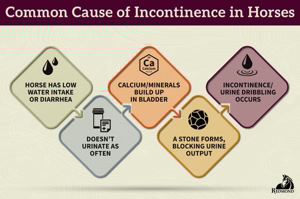 Incontinence in Horses