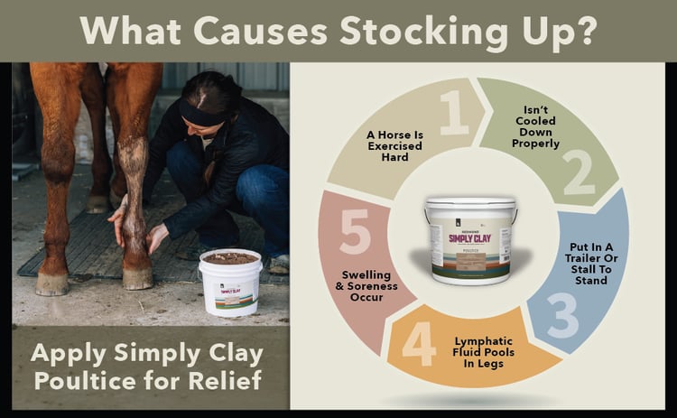 Graphic showing what causes stocking up in horses?