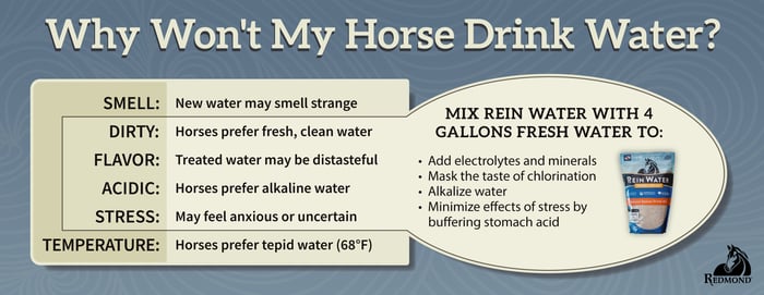 Why wont my horse drink - Rein Water