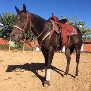 Horse after using Daily Gold for ulcers