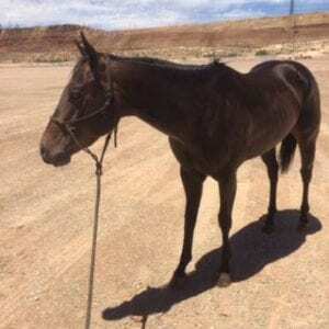 Horse with ulcers