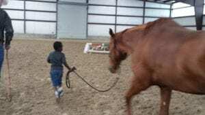 horse therapy