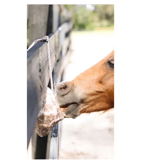 Horse licking a Redmond Rock on a Rope.
