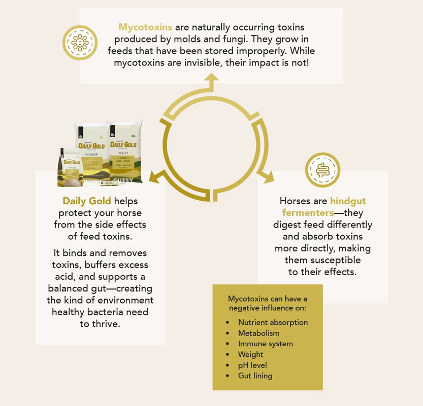 Mycotoxins are naturally ocurring toxins produced by molds and fungi. They grow in feeds that have been stored improperly. While mycotoxins are invisible, their impact is not! Horses are hindgut fermenters--they digest feed differently and absorb toxins more directly, making them susceptible to their effects. Daily Gold helps protect your horse from the side effects of feed toxins. It binds and removes toxins buffers excess acid, and supports a balanced gut-creating the kind of environment healthy bacteria need to thrive.