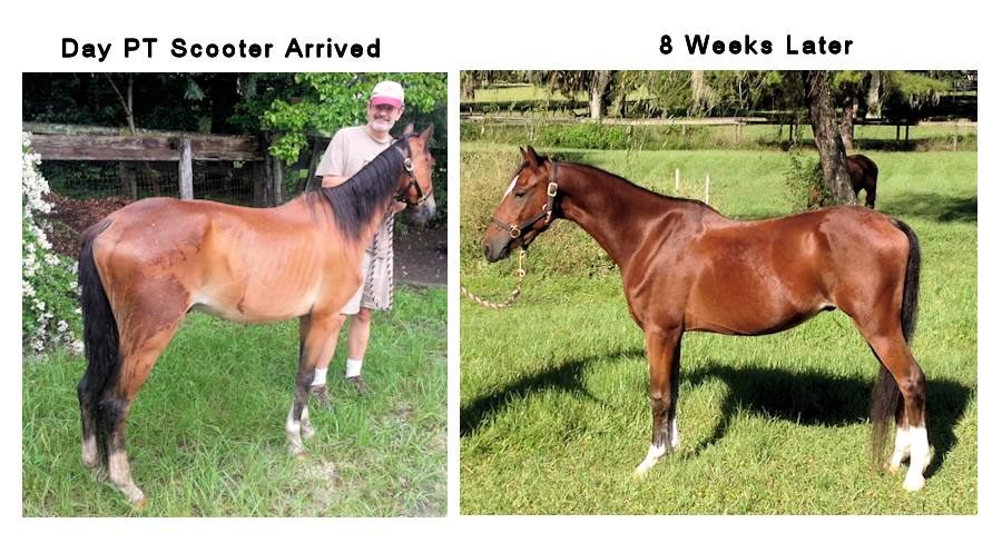 Get your horse back with Daily Gold