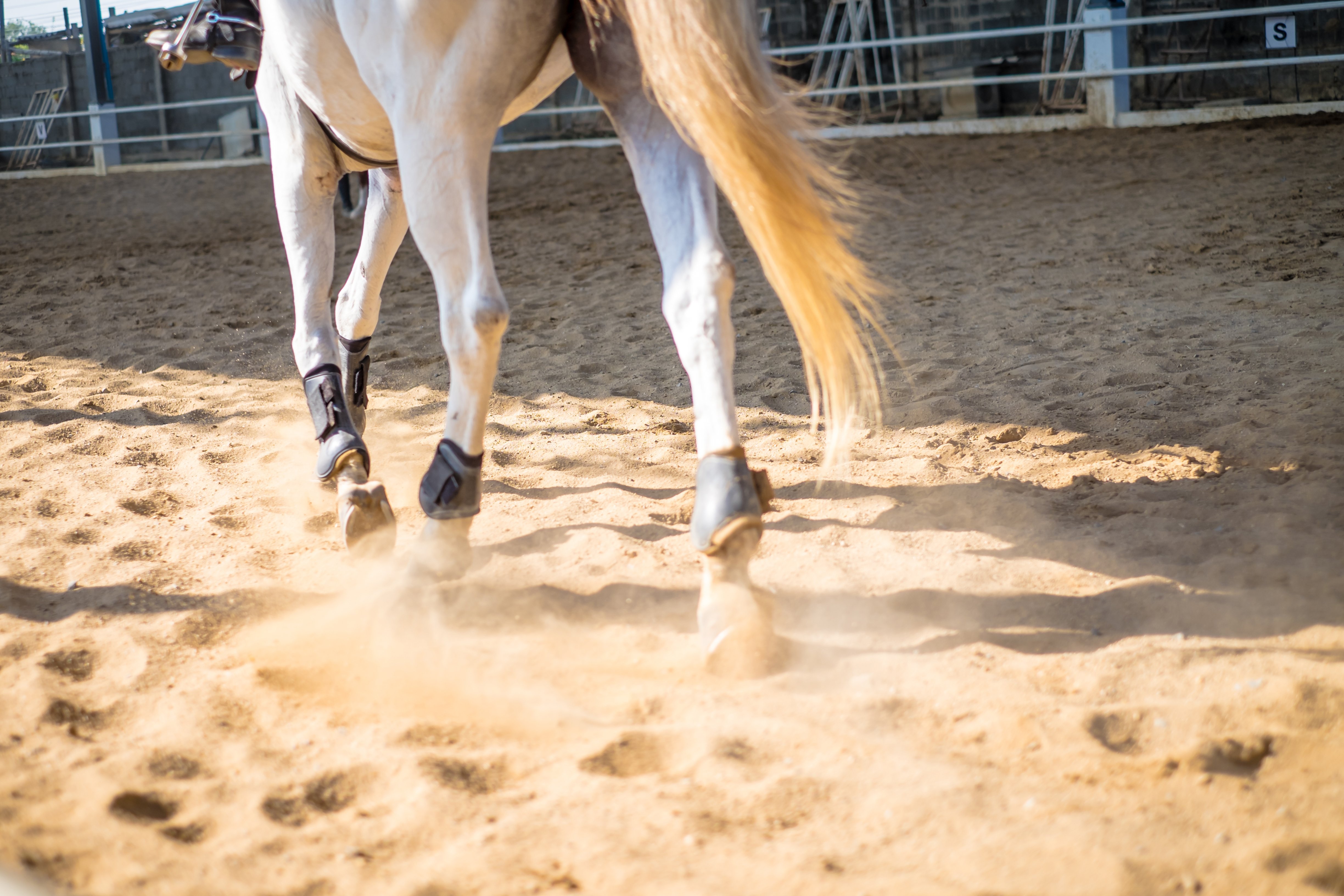 A Poultice for Horse Splints and Stocking Up | A Redmond Story