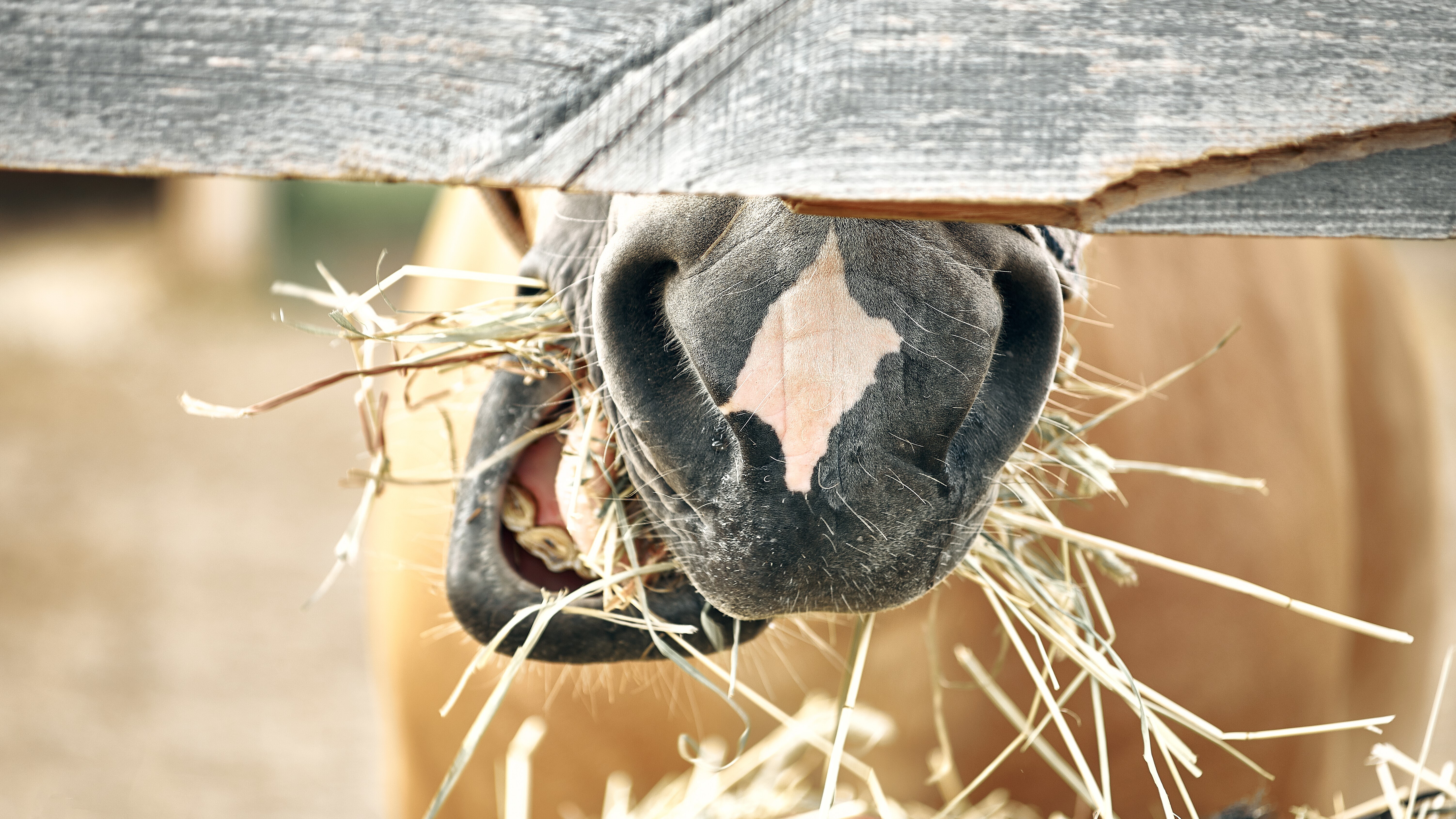 How to Naturally Improve Your Horse's Gut Health