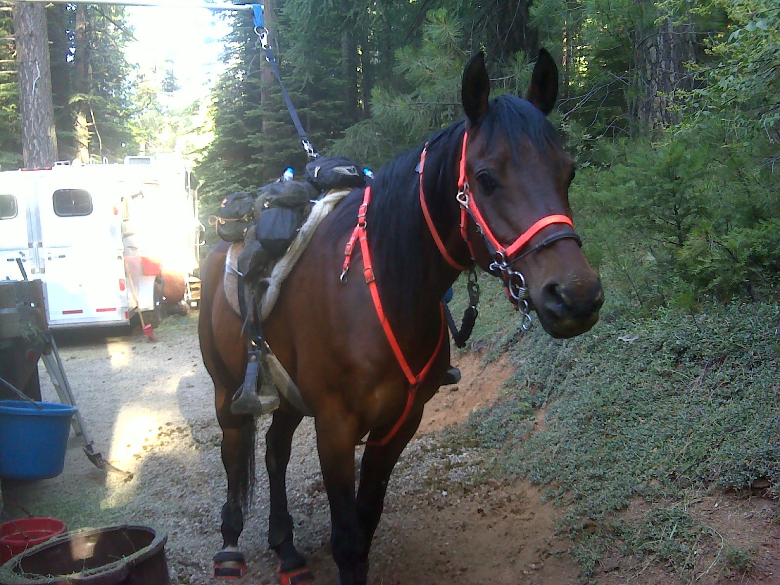 Have You Used Redmond Daily Gold to Heal Your Horse?