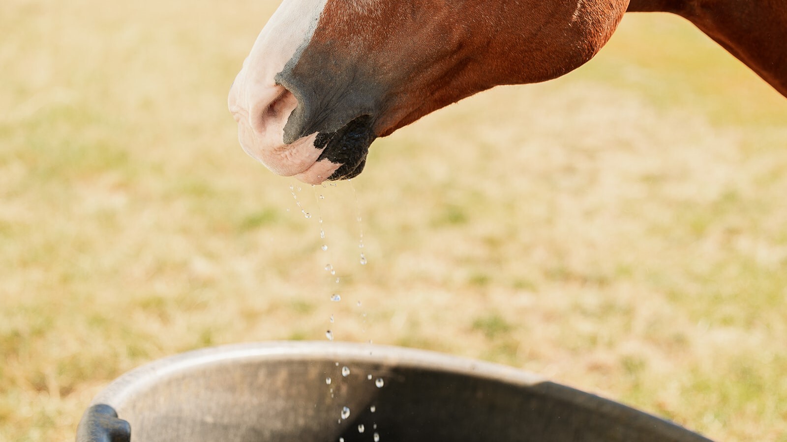 Get Your Horse Drinking Water with 10 Hydration Hacks