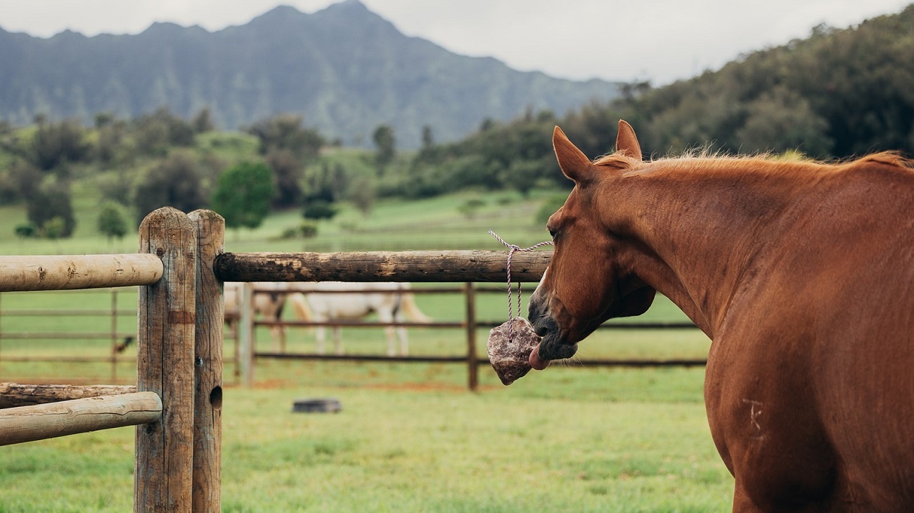 Iron for Horses: How Much is Too Much?