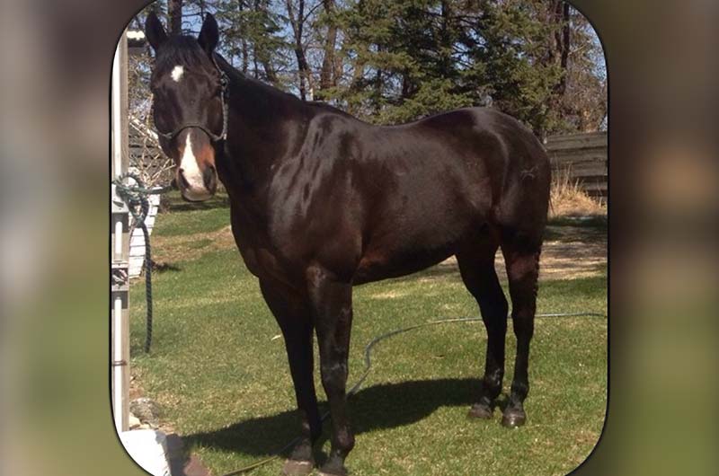 How I found my perfect horse