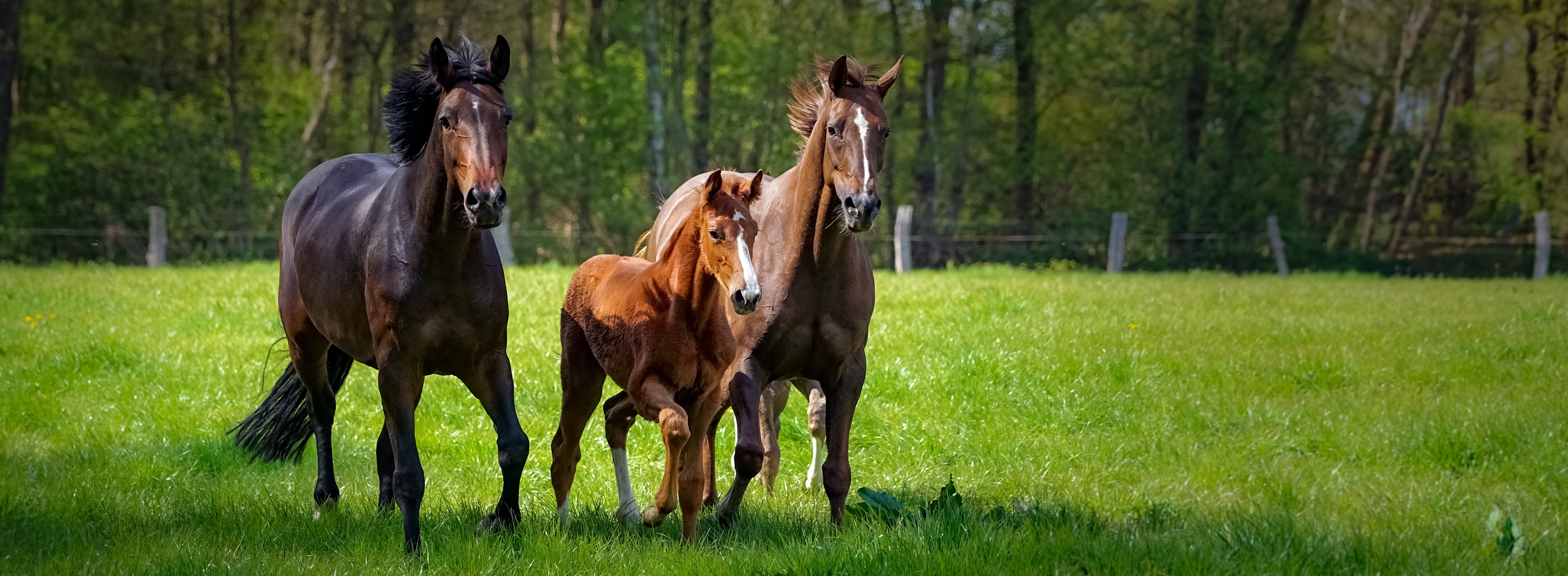 Redmond Daily Red:   Fortified Loose Minerals For Horses