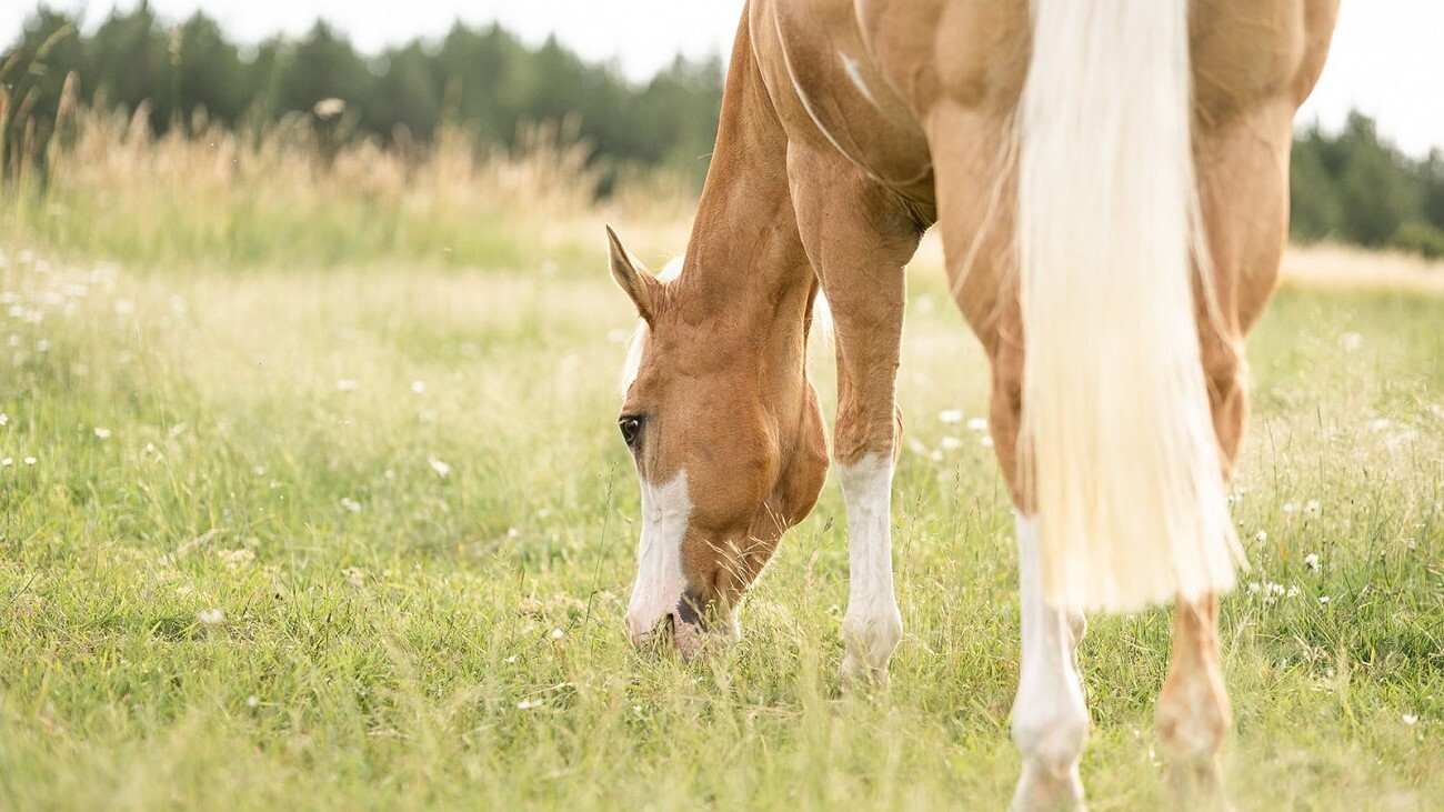 How to Treat and Prevent Gas Colic in Horses
