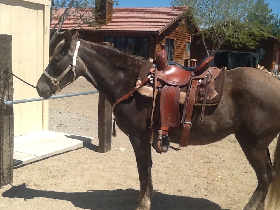 Get Your Horse Back – Sienna’s Story