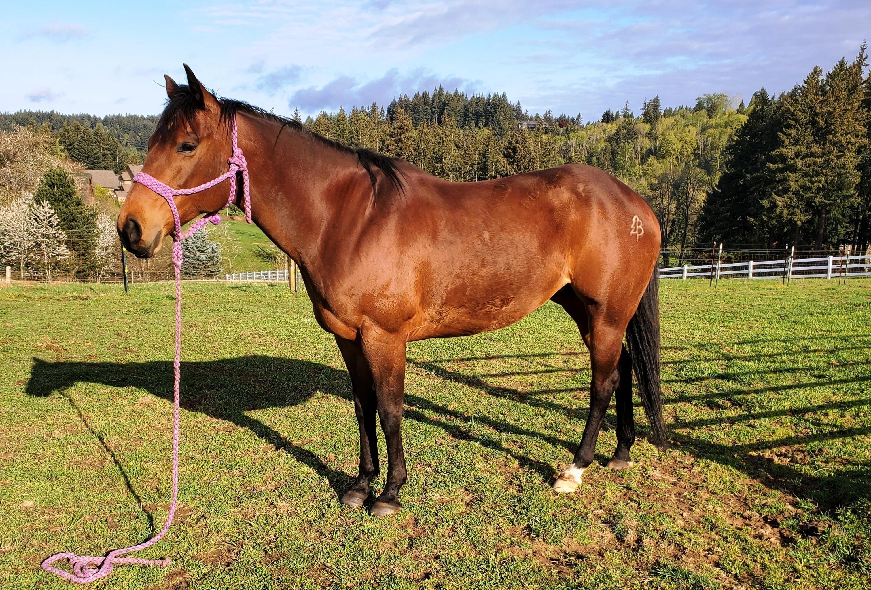 Daily Gold Helped Prevent Prada's Equine Ulcers | A Redmond Story
