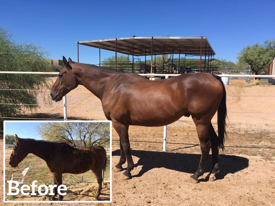 Daily Gold Put Weight Back on My Senior Horse