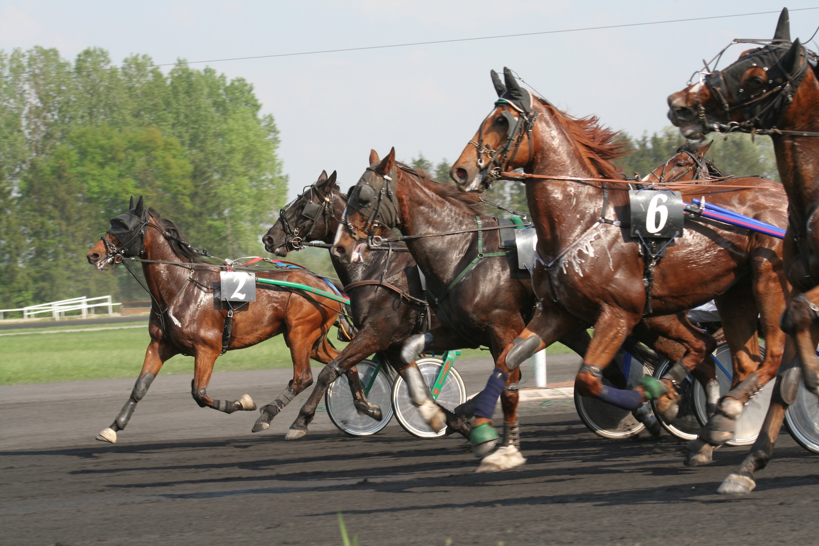 8 Benefits of Electrolytes for Horses