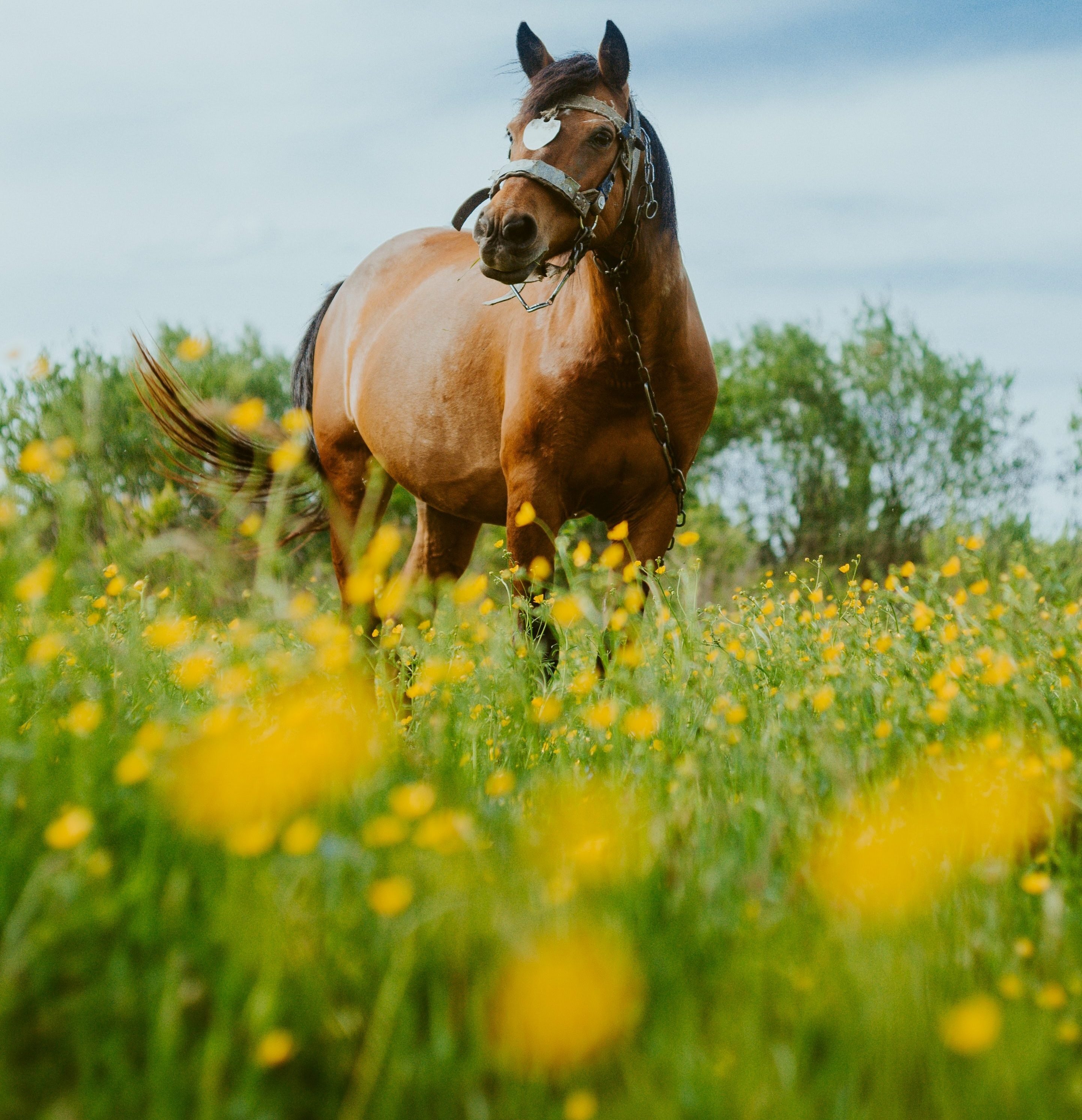 A Personal Story About My Older Horse Dribbling Urine