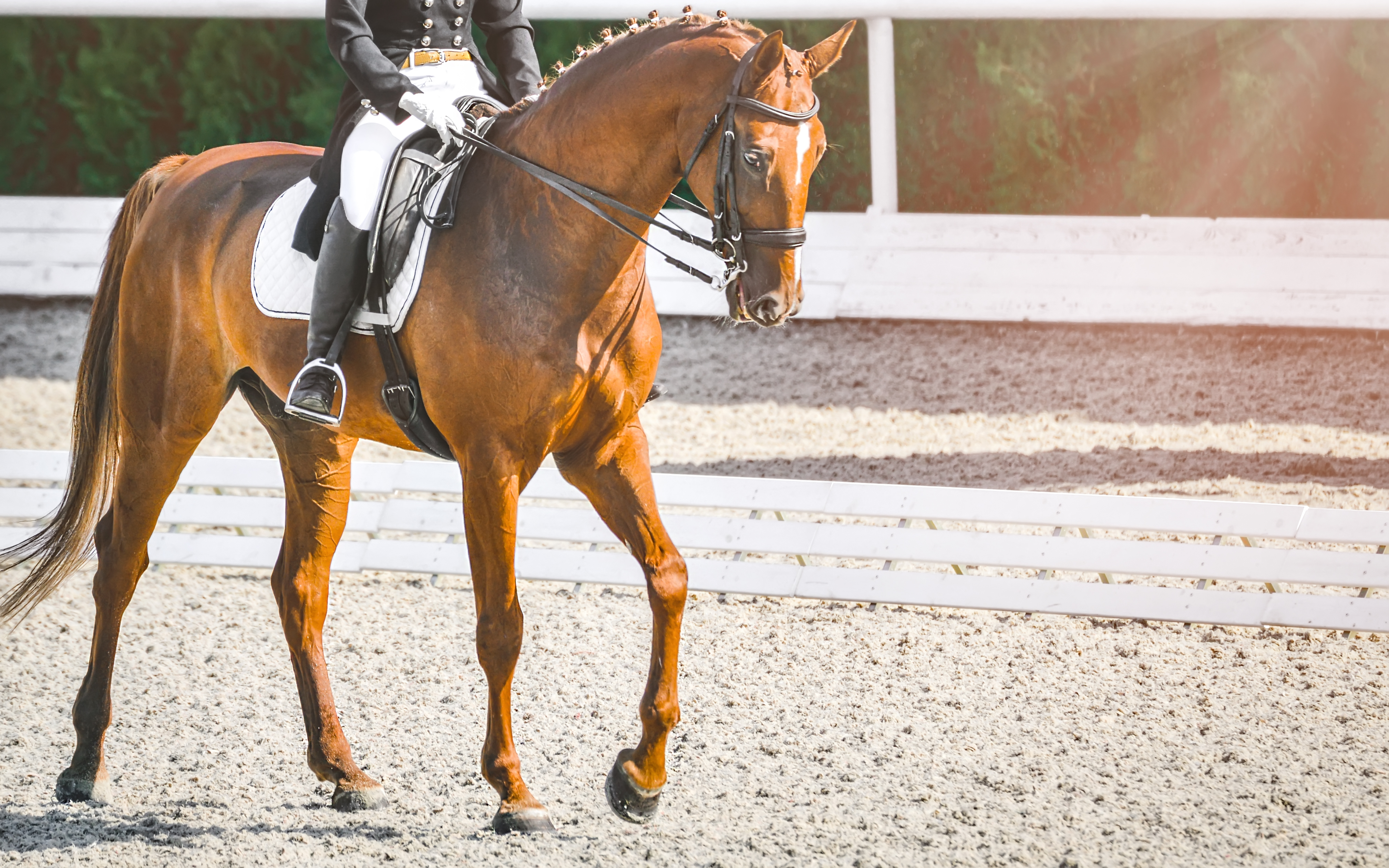 The Remedy for My Horse's Gas Colic | A Redmond Story