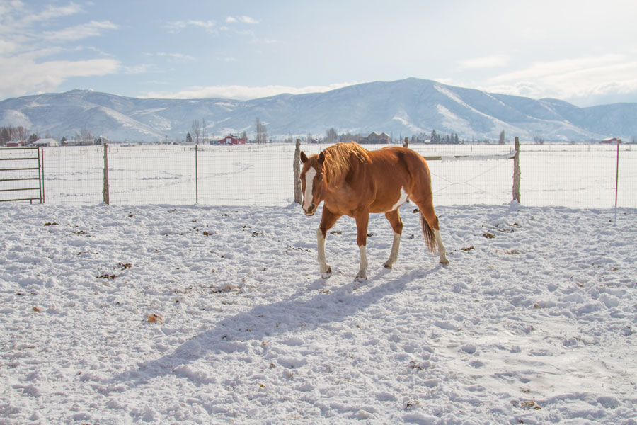 Winter horse care tips