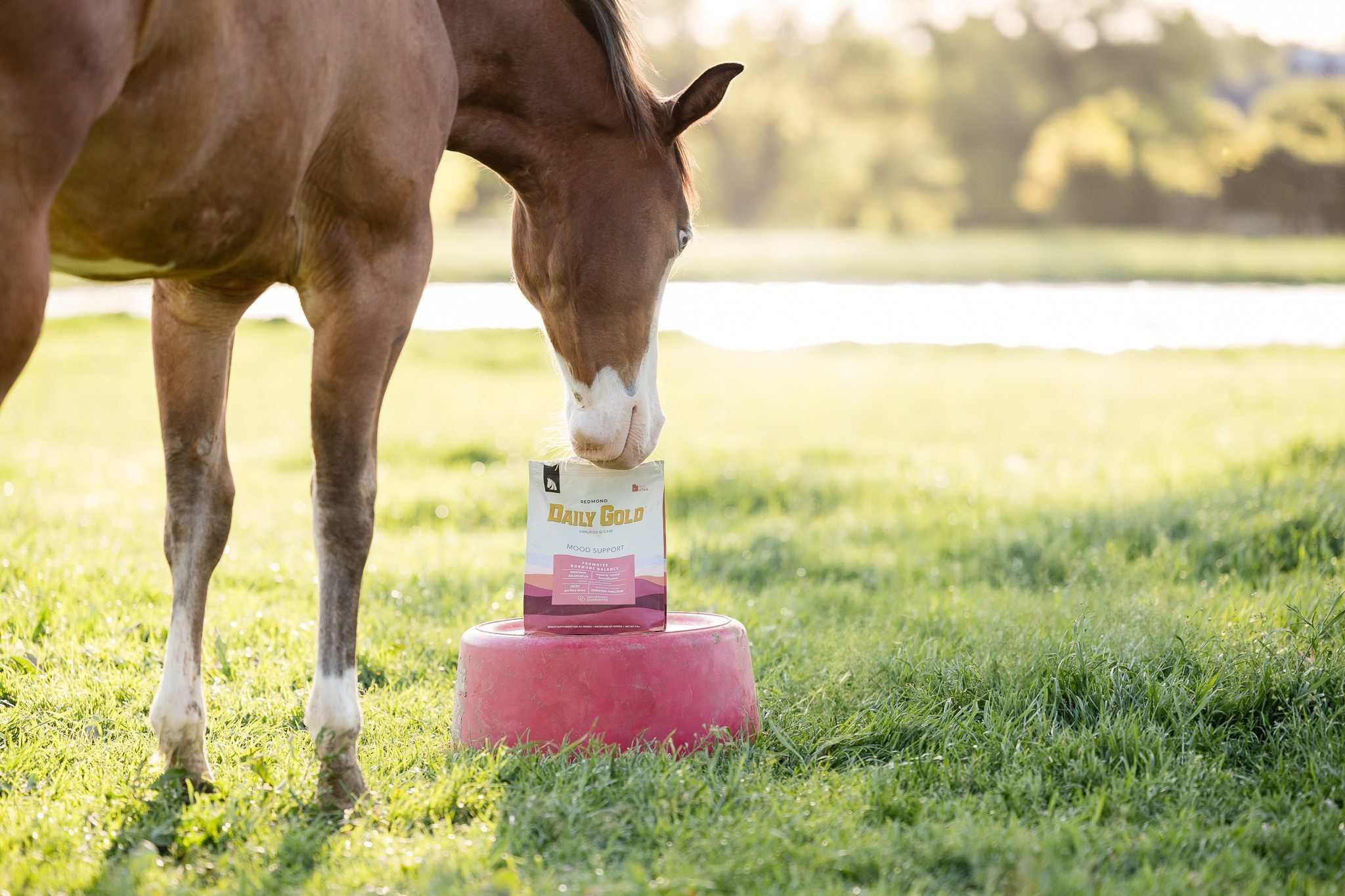 A horse in green grass bends towards a bag of Daily Gold Mood sitting on a feed bucket.