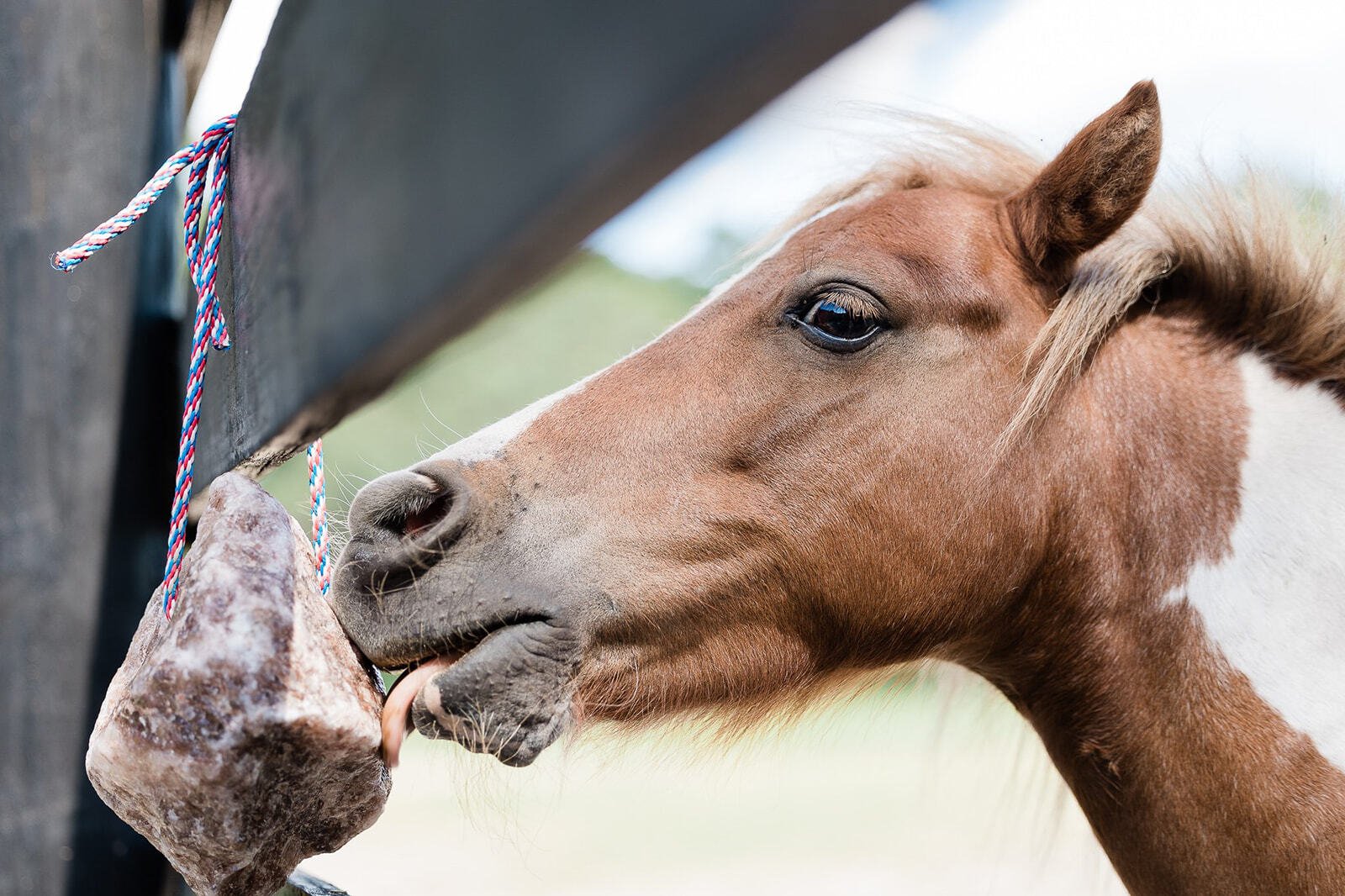 A horse licks a Redmond Rock on a Rope mineral salt rock.