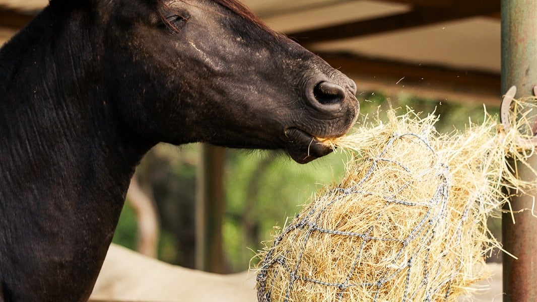 Get expert advice from hay suppliers on how to protect your horse's feed from toxins.